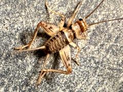 (Tropical House Cricket) male