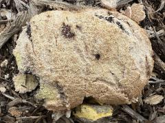 (Dog Vomit Slime Mold) aethalium upperside