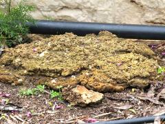 (Dog Vomit Slime Mold) external