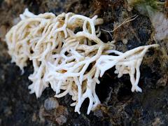 (Galaxaura Red Alga) colony