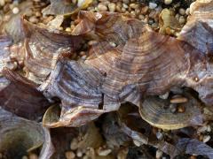 (Mermaid's Fan Seaweed) underside