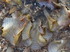 (Mermaid's Fan Seaweed) upperside