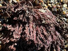 (Common Coralline) plant