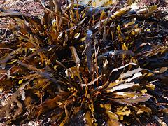 (Stephanocystis Kelp) holdfast