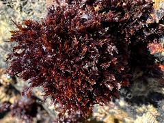 (Gelidium Jellyweed) colony