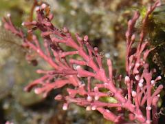 (Common Coralline) frond