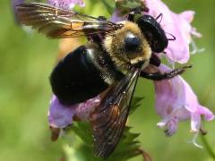 Eastern Carpenter Bee on False Dragonhead