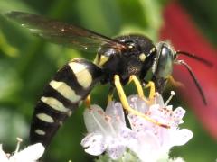 Four-banded Stink Bug Hunter on Common Mountain Mint