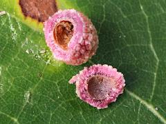 Jewel Oak Gall Wasp open gall on Bur Oak