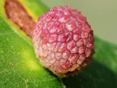 Jewel Oak Gall Wasp upperside gall on Bur Oak