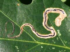 (Bur Oak) Oak Pygmy Leafminer Moth upperside mine on Bur Oak