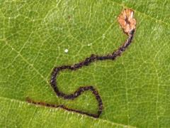 (River Birch) Stigmella saginella Leafminer Moth upperside mine on River Birch