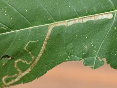 (Giant Ragweed) Liriomyza Leafminer Fly upperside mine on Giant Ragweed