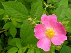 (Illinois Rose) plant