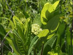 (Hemp Dogbane) plant