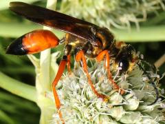 (Rattlesnake Master) Great Golden Digger Wasp on Rattlesnake Master