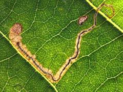 Stigmella Leafminer Moth backlit mine on Purple Joe Pye Weed