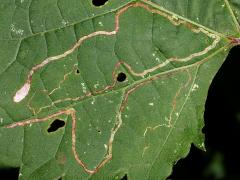 Grape Leafminer Moth upperside mine on Riverbank Grape