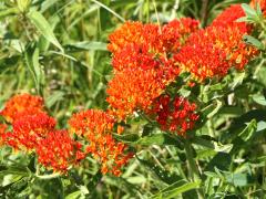 (Butterfly Milkweed) plant