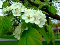 (Downy Hawthorn) plant