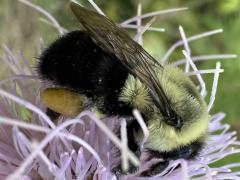 Common Eastern Bumble Bee lateral on Field Thistle