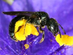 (Common Spiderwort) Small Carpenter Bee Zadontomerus on Common Spiderwort