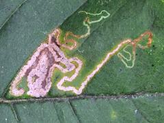 (Wafer Ash) Wafer Ash Leafminer Moth upperside mine on Wafer Ash