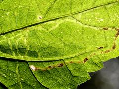 White Snakeroot Leafminer Fly backlit mine on White Snakeroot