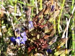 (Greater Fringed Gentian) plant