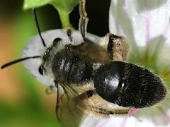 Spring Beauty Miner dorsal on Spring Beauty