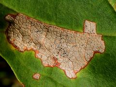 Maple Leafcutter Moth upperside mine on Sugar Maple