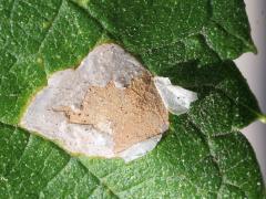 Agromyza Leafminer Fly upperside mine on Hackberry