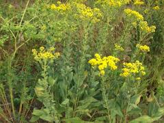 (Stiff Goldenrod) plants