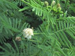 (Illinois Bundleflower) inflorescence