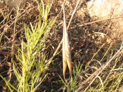 (Whorled Milkweed) plant