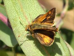 (Smooth Blue Aster) Peck's Skipper on Smooth Blue Aster