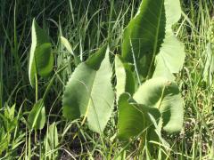 (Prairie Dock) plant