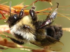 Common Eastern Bumble Bee female on Indian Grass