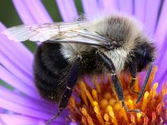 (New England Aster) Common Eastern Bumble Bee male lateral on New England Aster