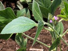 (Soybean) leaves