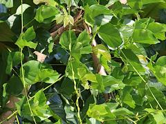 (Poisonous Sea Bean) plant