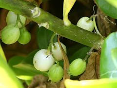 (Beach Naupaka) fruit