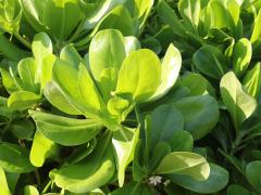 (Beach Naupaka) leaves