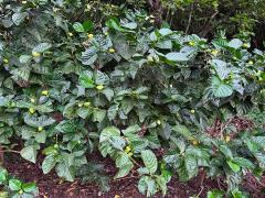 (Noni) shrub