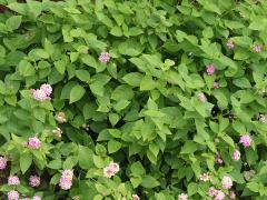 (Common Lantana) plant