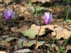 (Ivy-leaved Cyclamen) flowers (Ivy-leaved Cyclamen) flowers