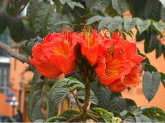 (African Tulip) (African Tulip)
