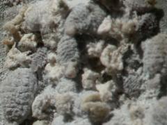 (True Cochineal Bug) female on Prickly Pear Cactus (True Cochineal Bug) female on Prickly Pear Cactus