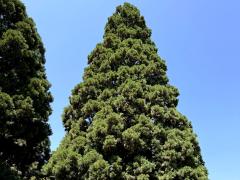 (Coast Redwood) tree