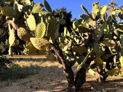 (Indian Fig Opuntia) plant